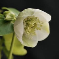 11335 深カップ縦ネク ホワイトセミダブル クリスマスローズ 開花株