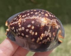 貝殻 ハチジョウダカラ 八丈宝貝 子安貝 安産 タカラガイ 宝貝