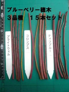 ブルーベリー穂木 3品種 15本セット ラビットアイ系 - メルカリ