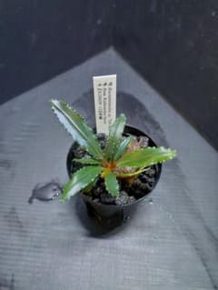 m47479943894_1.jpg?1714657271