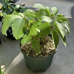 クリスマスローズ 大木ナーサリー foujita フジタ ss 未株分け 6号