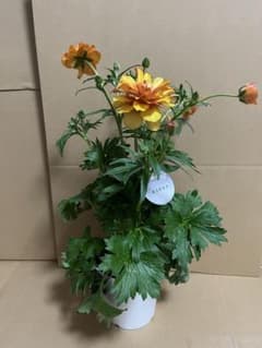 ラナンキュラスラックス ポスポロス 5寸 鉢花 レア 希少 - メルカリ