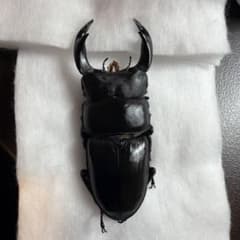 ☆座標付☆ワイルド三重県産オオクワガタ68mm - メルカリ