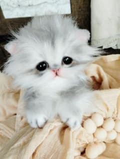 ペルシャベビー♡子猫のシュガーちゃん♡アートドール♡ぬいぐるみ