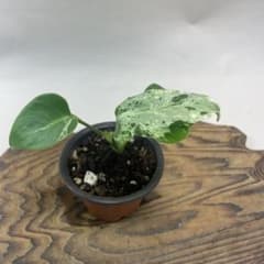 a44品種保証！斑入り保証！Bulbasaurモンステラ バルバソー フシギダネ