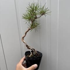 赤松 盆栽 根上がり 文人木 - メルカリ