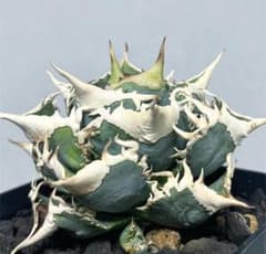 D18多肉植物 アガベ チタノタ大白鯊 ホオジロザメ 強棘 極上子株