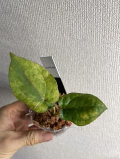 J*様 Anthurium AOS✖️RVDP斑入り - メルカリ