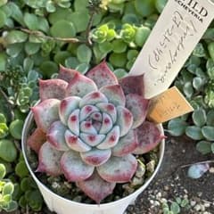 55.【札付き】オーストラリア リンゼアナ サボテン相談室 多肉植物