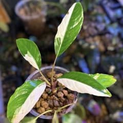 み*！様 ブセファランドラ（斑入り株）Bucephalandra Pipto と - メルカリ
