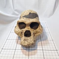 アウストラロピテクス·アフリカヌス実物大模型 - メルカリ