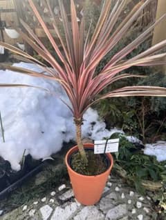 コルジリネ サウザンスプレンダー♥️ 特特大苗木 オージープランツ