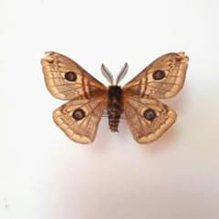 外国産蛾標本 クジャクヤママユ spini 蝶標本 貴重な野外品 - メルカリ