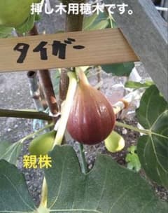 イチジク挿し木用 穂木6本（タイガー、エバービーリングセット） その2