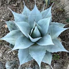 m72039516779_1.jpg?1753005543