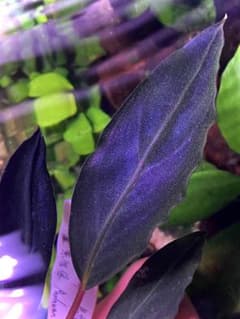 m72106285196_1.jpg?1749374811