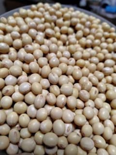 すずはな様専用7年岐阜県産低農薬大豆フクユタカ20キロ - メルカリ