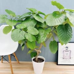 現品］12番 フィカス ウンベラータ 観葉植物 室内 大型 ゴムの木 個性