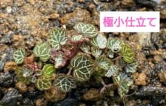 パルダリウム 屋久島 極姫ユキノシタ極小仕立てNo.4 - メルカリ