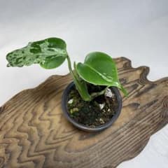 q18品種保証！斑入り保証！Bulbasaurモンステラ バルバソー フシギダネ