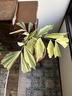 大株 クジャクヤシ斑入り Caryota mitis variegated 5号 - メルカリ