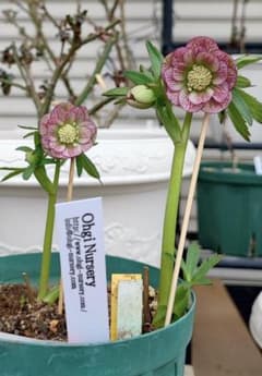 クリスマスローズ☆大木ナーサリー☆オーレアベインダブル☆極上品