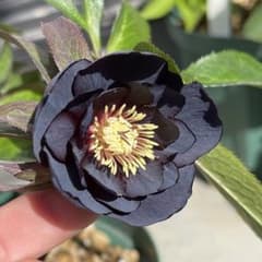 クリスマスローズ ddブラック - メルカリ