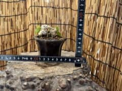 ✨✨✨オキナワオオハマボウ【◎良品素材】検/ユウナハート葉♪happy