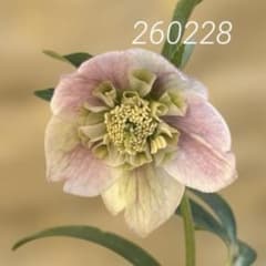 ポーセリンhyb sd大木ナーサリー クリスマスローズ タグ付き 現品 開花