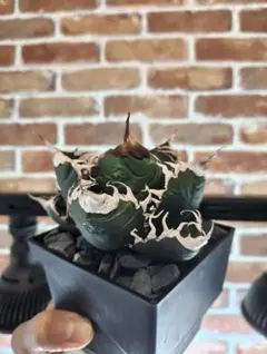 2026年最新】アガベ悪魔くんの人気アイテム - メルカリ