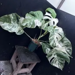 2026年最新】ホワイトタイガー モンステラの人気アイテム - メルカリ