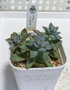 2026年最新】優木園の人気アイテム - メルカリ