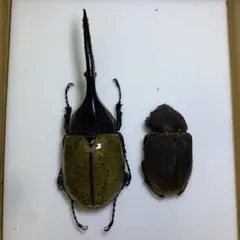 2026年最新】ヘラクレスリッキー 標本の人気アイテム - メルカリ