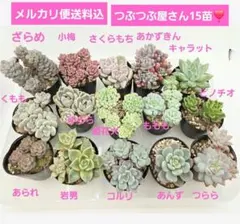 2026年最新】つぶつぶ屋 もももの人気アイテム - メルカリ