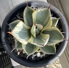 2026年最新】アガベ パリー トランカータ オリザバの人気アイテム