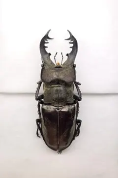 2026年最新】昆虫標本の人気アイテム - メルカリ