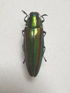 2026年最新】タマムシ標本の人気アイテム - メルカリ