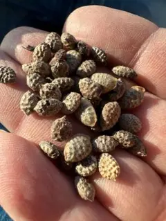 2026年最新】アデニアペチュエリーの人気アイテム - メルカリ