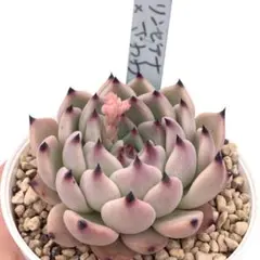 2026年最新】多肉植物 リンゼアナの人気アイテム - メルカリ