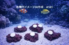 2026年最新】人工 ライブロックの人気アイテム - メルカリ