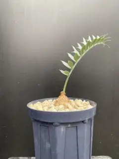 2026年最新】エンセファラルトスの人気アイテム - メルカリ