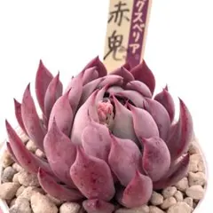 2026年最新】おらいさん苗赤鬼の人気アイテム - メルカリ