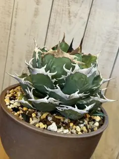 2026年最新】アガベ オアハカ 現地の人気アイテム - メルカリ