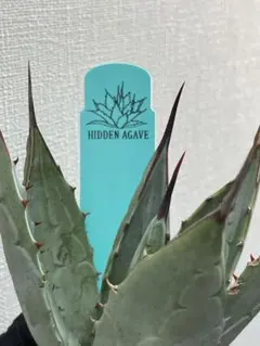 2026年最新】ジェレミー アガベの人気アイテム - メルカリ