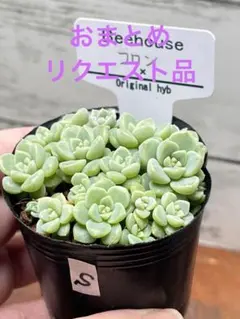 2026年最新】観葉植物の人気アイテム - メルカリ