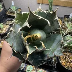 2026年最新】アガベ 白鯨 大株の人気アイテム - メルカリ