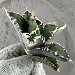 2026年最新】AGAVE godzillaの人気アイテム - メルカリ