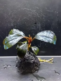 2026年最新】ブセファランドラ ティアブルーの人気アイテム - メルカリ