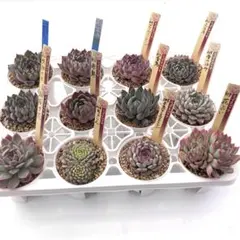 2026年最新】リンゼアナ×ざわわの人気アイテム - メルカリ