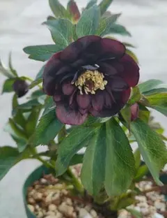 2026年最新】加藤農園さん苗の人気アイテム - メルカリ